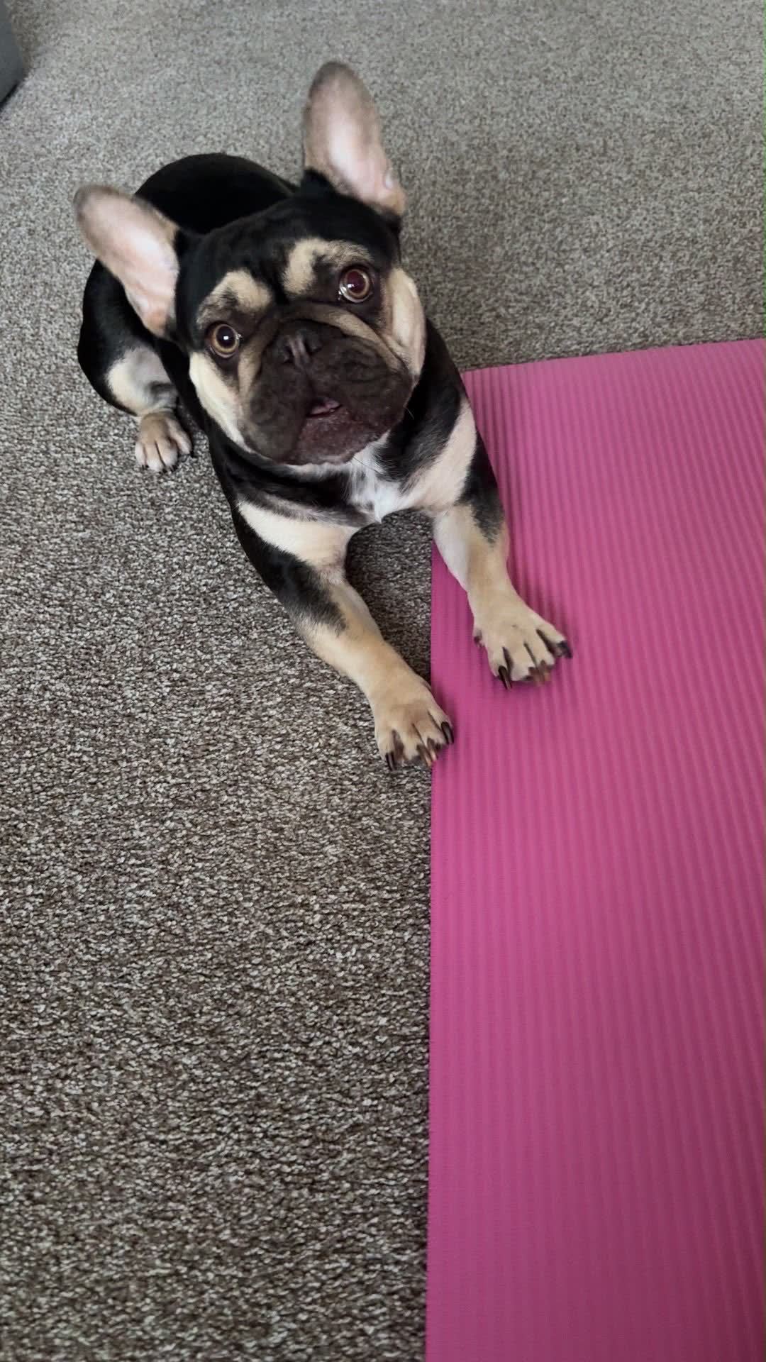 Gillian's French bulldog sitting with both paws on the edge of the exercise mat